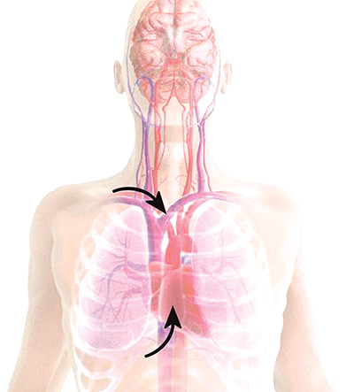 Illustration of blood flow to the heart