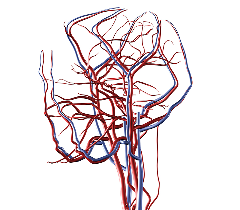 Network of veins and arteries