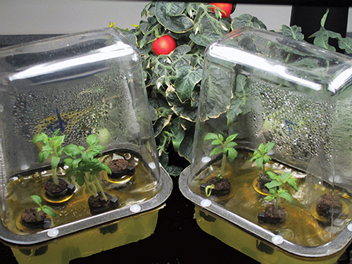 Tomato plants grow in small, enclosed terrariums