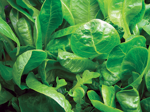 A vibrant green leafy plant that was grown in the plant chamber