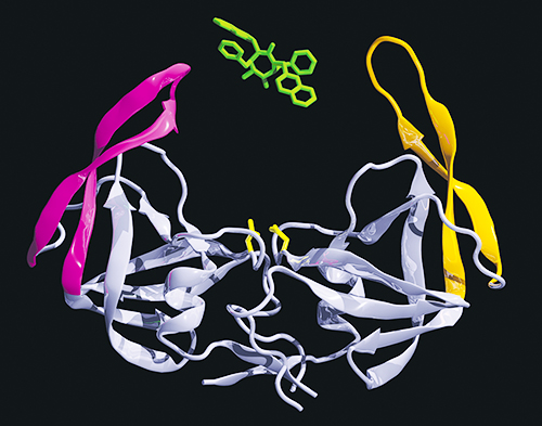 A computer composite of protein molecules related to the H I V virus