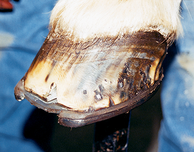 A horses hoof