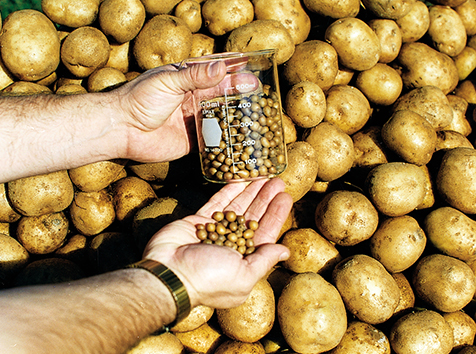 Quantum Tubers potato minitubers displayed in front of regular potatoes they produced