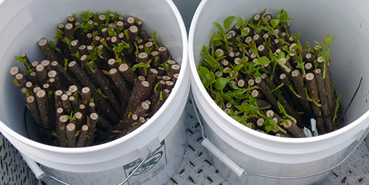 tree cuttings in buckets