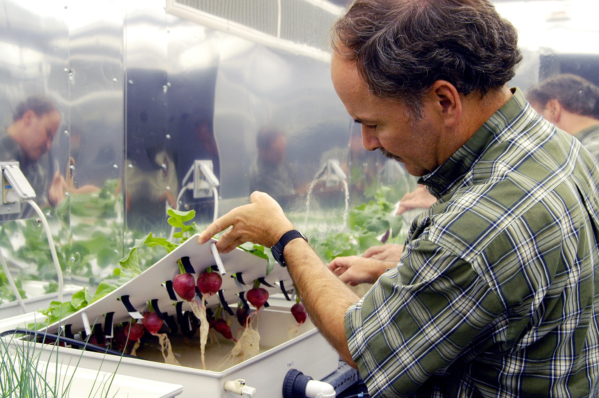 A NASA researcher works with radish plants