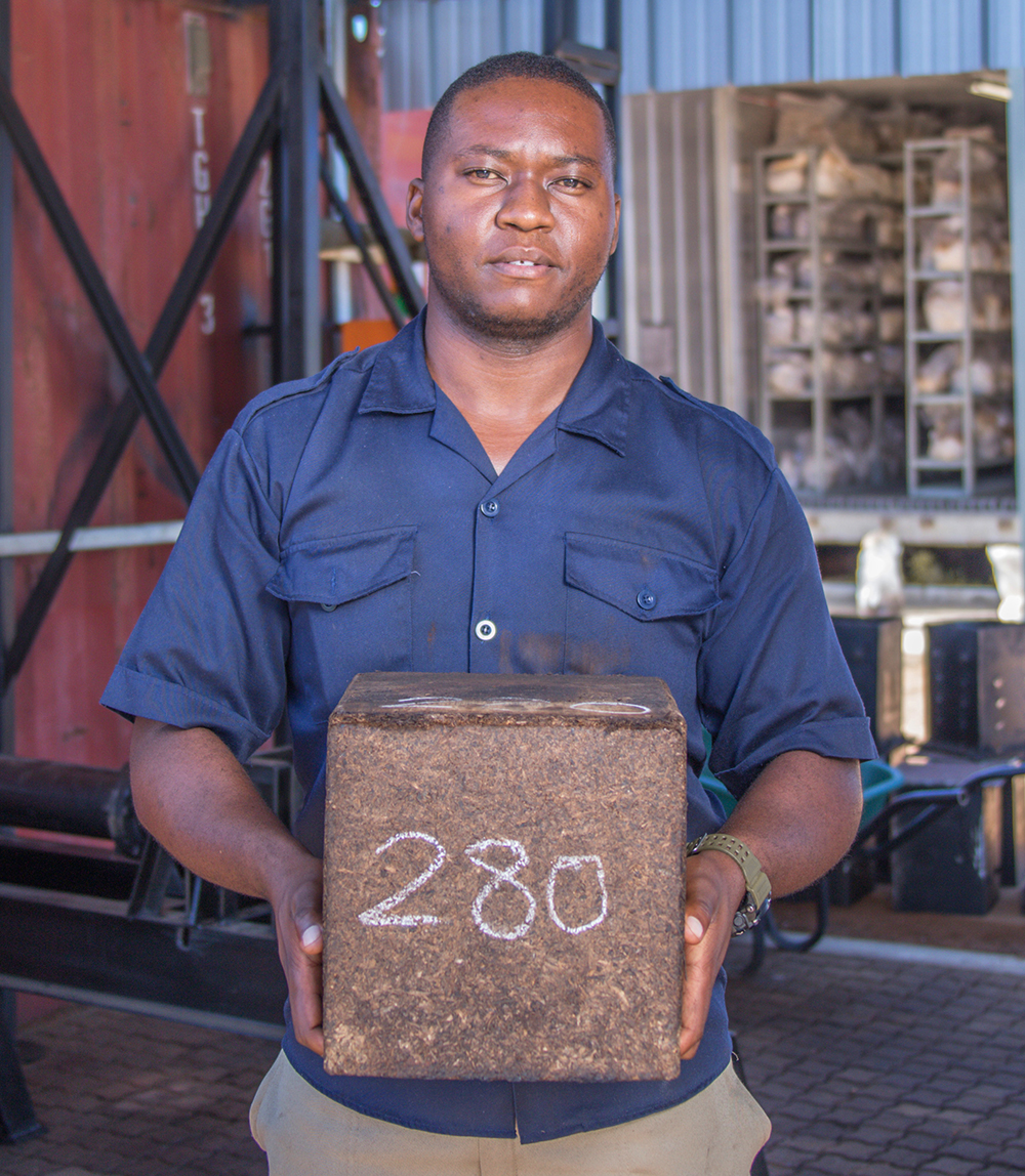 Ivan Severus, site manager for Mycohab, holds a brick made from waste created while growing mushrooms