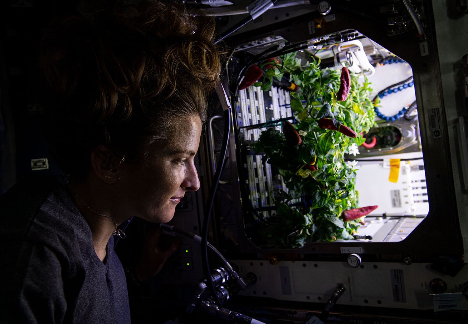 Astronaut Kayla Barron looks at chile peppers growing in the Advanced Plant Habitat aboard the International Space Station