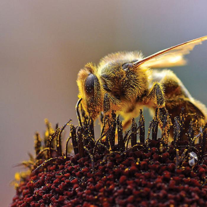 A bee covered in pollen