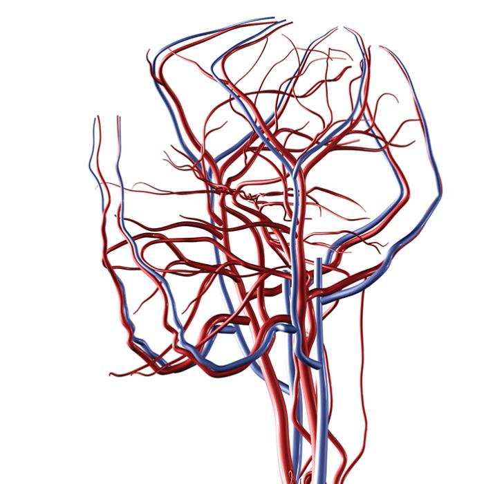 Network of veins and arteries