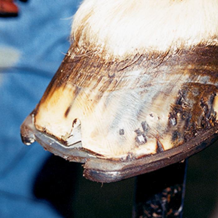 A horses hoof