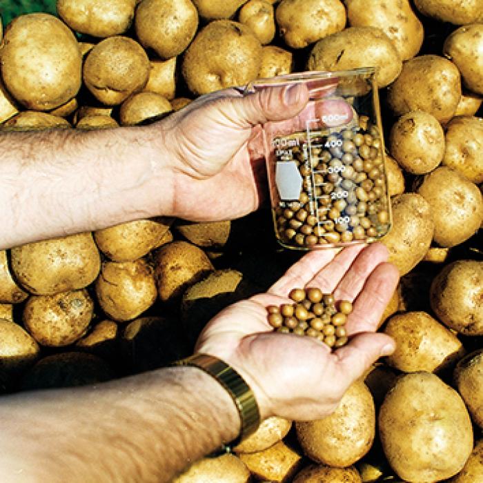 Quantum Tubers potato minitubers displayed in front of regular potatoes they produced