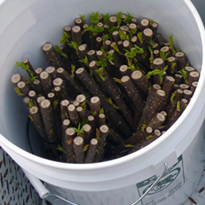 tree cuttings in buckets