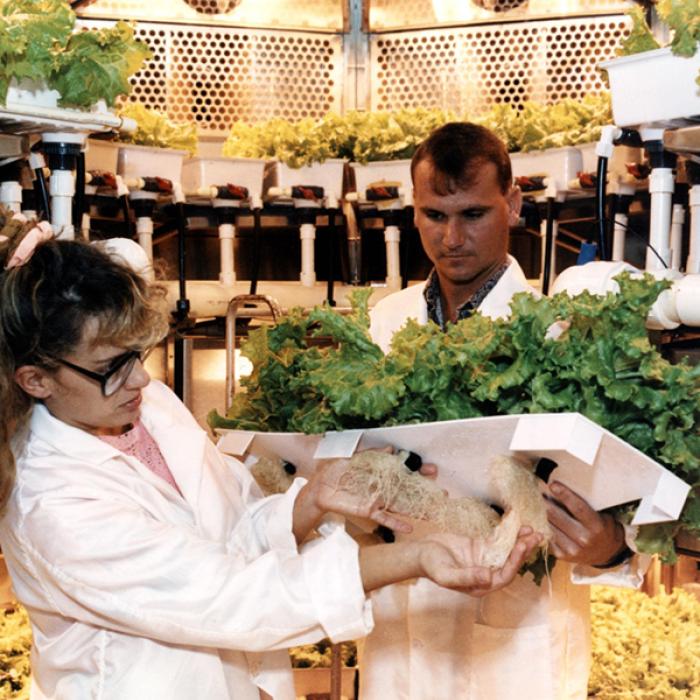 NASA researchers Neil Yorio and Lisa Ruffe inspect lettuce inside NASA’s Biomass Production Chamber at Kennedy Space Center in 1991