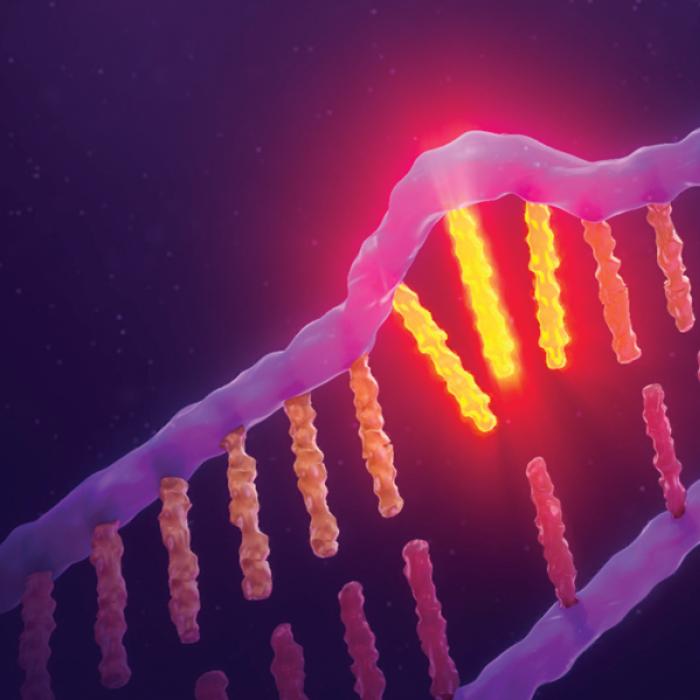 Illustration of changes in DNA