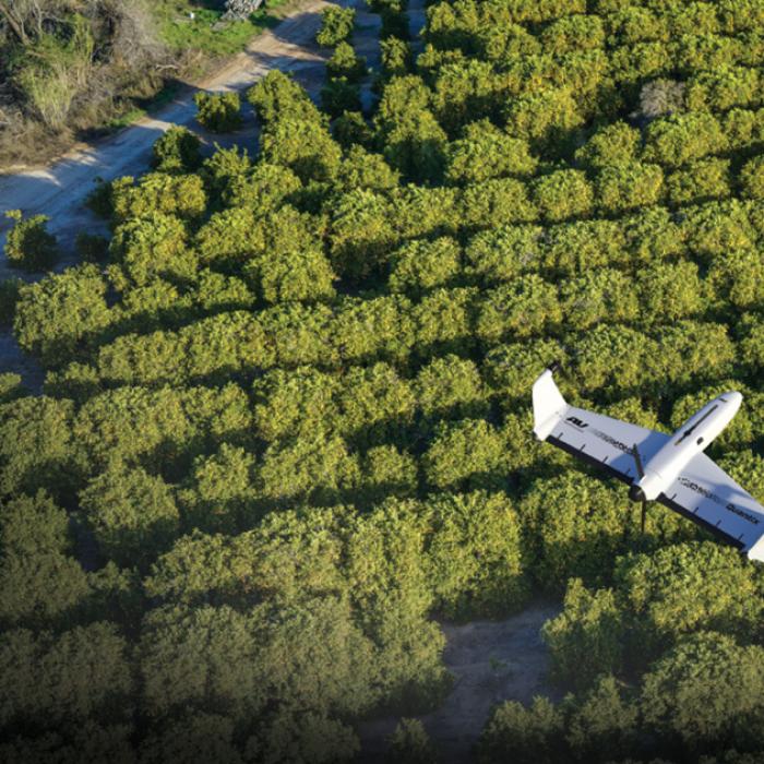 An overhead view of the Quantix drone flying above rows of leafy trees in an orchard