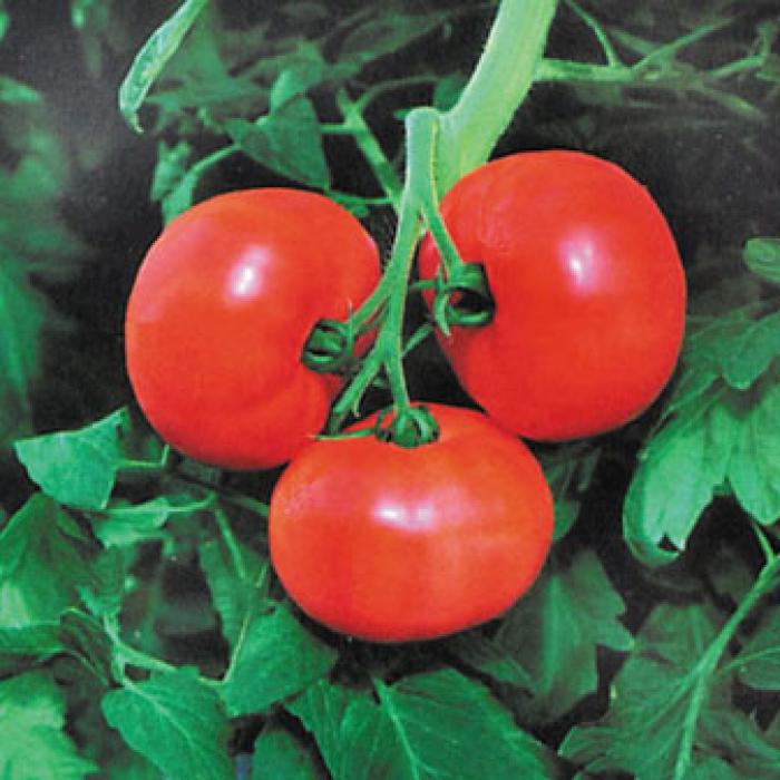 three Greenhouse tomatoes uses a revolutionary growing system to produce tomatoes sold in local grocery stores