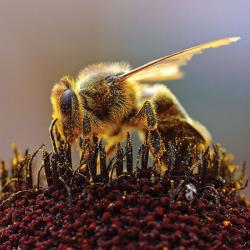 A bee covered in pollen