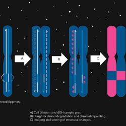 Diagram showing how chromatid paints highlight chromosomal inversion after chromosome divides