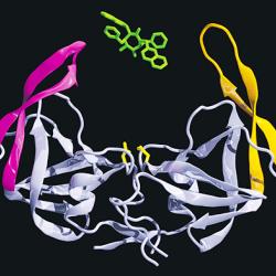 A computer composite of protein molecules related to the H I V virus