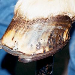 A horses hoof