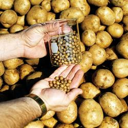 Quantum Tubers potato minitubers displayed in front of regular potatoes they produced