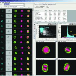 Screen shot of Amnis Corporation’s IDEAS data analysis software