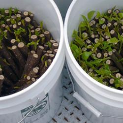 tree cuttings in buckets