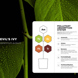 A Devil's Ivy plant with a pollutant absorption system graphic overlay