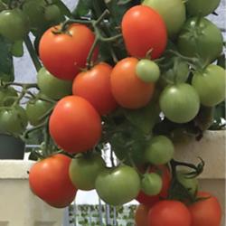 Red robin tomatoes growing in vertical hydroponics