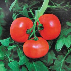 three Greenhouse tomatoes uses a revolutionary growing system to produce tomatoes sold in local grocery stores