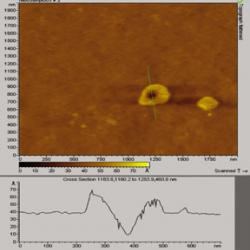 Atomic Force Microscope micrograph with line graph